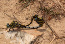 Große Zangenlibelle, Onychogomphus uncatus, Kopula (1).