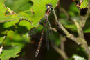 Mond - Azurjungfer, Coenagrion lunulatum, junges Weibchen (3).
