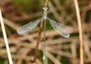 Ein altes Männchen der Kleinen Binsenjungfer, Lestes virens.
