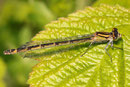 Gemeine Becherjungfer, Enallagma cyathigerum, Weibchen in der bräunlichen Variante.