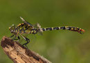 Kleine Zangenlibelle, Onychogomphus forcipatus, erwachsenes Männchen.