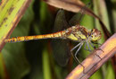 Große Heidelibelle, Sympetrum striolatum, heranreifendes Männchen.