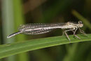 Blaue Federlibelle, Platycnemis pennipes, junges Männchen.