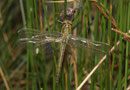 Glänzende Smaragdlibelle, Somatochlora metallica, Weibchen, frisch geschlüpft.