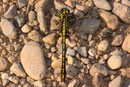 Gelbe Keiljungfer, Gomphus simillimus, erwachsenes Männchen (3).