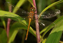 Blutrote Heidelibelle, Sympetrum sanguineum, sehr junges Weibchen.