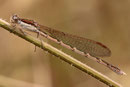 Gemeine Winterlibelle, Sympecma fusca, reifes Weibchen.