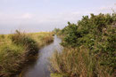 Helm - Azurjungfer, Coenagrion mercuriale, Lebensraum (2).