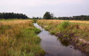 Habitat des Plattbauchs, Libellula depressa (1). Offene neue Gewässer sind prädestiniert für diese Pionierart.