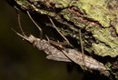 Blauflügel-Prachtlibelle, Calopteryx virgo, Exuvie am Fundort. Infos hierzu, siehe Begleittext oben.