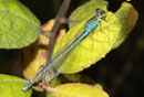 Kleines Granatauge, Erythromma viridulum, erwachsenes Weibchen (1).
