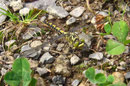 Kleine Zangenlibelle, Onychogomphus forcipatus, erwachsenes Weibchen (1).