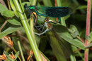 Gebänderte Prachtlibelle, Calopteryx splendens, Kopula (2).