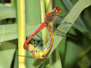 Blutrote Heidelibelle, Sympetrum sanguineum, Kopula (2).