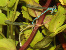 Helm - Azurjungfer, Coenagrion mercuriale, Eiablage in Tandemformation unter Wasser.