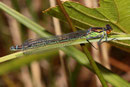 Großes Granatauge, Erythromma najas, junges Weibchen (2).
