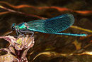 Gebänderte Prachtlibelle, Calopteryx splendens, Männchen.