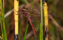 Gemeine Heidelibelle, Sympetrum vulgatum, altes Männchen.