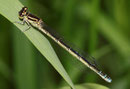 Helm - Azurjungfer, Coenagrion mercuriale, erwachsenes Weibchen (1).