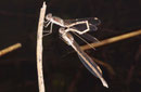 Gemeine Winterlibelle, Sympecma fusca, befüllen des sekundären Geschlechtsorgans des Männchens mit Spermien.
