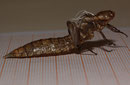 Braune Mosaikjungfer, Aeshna grandis, Exuvie (1).