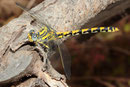 Große Zangenlibelle, Onychogomphus uncatus, erwachsenes Weibchen (3).