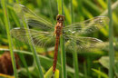 Ein frisch geschlüpftes Männchen der Gebänderten Heidelibelle, Sympetrum pedemontanum.