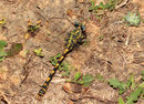 Große Zangenlibelle, Onychogomphus uncatus, erwachsenes Männchen (5).