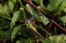 Herbst-Mosaikjungfer, Aeshna mixta, Tandemformation (2).