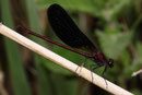 Bronzene Prachtlibelle, Calopteryx haemorrhoidalis, Männchen.