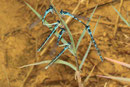 Gabel - Azurjungfer, Coenagrion scitulum, Pärchen in Gesellschaft.