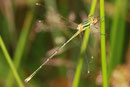 Südliche Binsenjungfer, Lestes barbarus, junges Männchen.