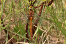 Keilfleck-Mosaikjungfer, Aeshna isoceles, erwachsenes Männchen (1).