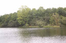 Pokal - Azurjungfer, Erythromma lindenii, Lebensraum (1).