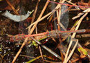Große Heidelibelle, Sympetrum striolatum, Eiablage im Tandem (2).