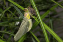 Große Heidelibelle, Sympetrum striolatum, ein Männchen beim Schlüpfen (1).
