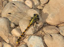 Große Zangenlibelle, Onychogomphus uncatus, erwachsenes Weibchen (1).