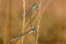 Tandem der Mond-Azurjungfer, Coenagrion lunulatum 