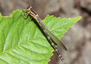 Vogel - Azurjungfer, Coenagrion ornatum, junges Weibchen.