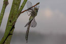 Ein frisch geschlüpftes Weibchen der Kleinen Königslibelle, Anax parthenope, vor dem Jungfernflug (1).