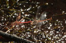 Gemeine Heidelibelle, Sympetrum vulgatum, fliegendes Tandem bei der Eiablage.
