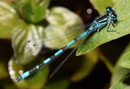 Helm - Azurjungfer, Coenagrion mercuriale, erwachsenes Männchen (2).