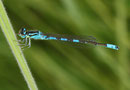 Gabel - Azurjungfer, Coenagrion scitulum, erwachsenes Männchen (2).