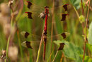 Sympetrum pedemontanum in Tandemformation (2).