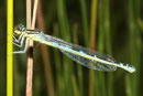 Gabel - Azurjungfer, Coenagrion scitulum, heranreifendes Weibchen (1).