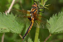 Ein Männchen des Zweiflecks, Epitheca bimaculata, an Brennnesseln ruhend (1).
