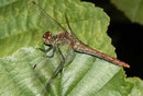 Blutrote Heidelibelle, Sympetrum sanguineum, reifes Weibchen.
