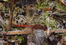 Große Heidelibelle, Sympetrum striolatum, Männchen auf Raureif (1).