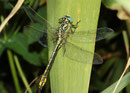 Gelbe Keiljungfer, Gomphus simillimus, erwachsenes Männchen (1).