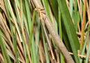 Weiße Federlibelle, Platycnemis latipes, junges Weibchen.